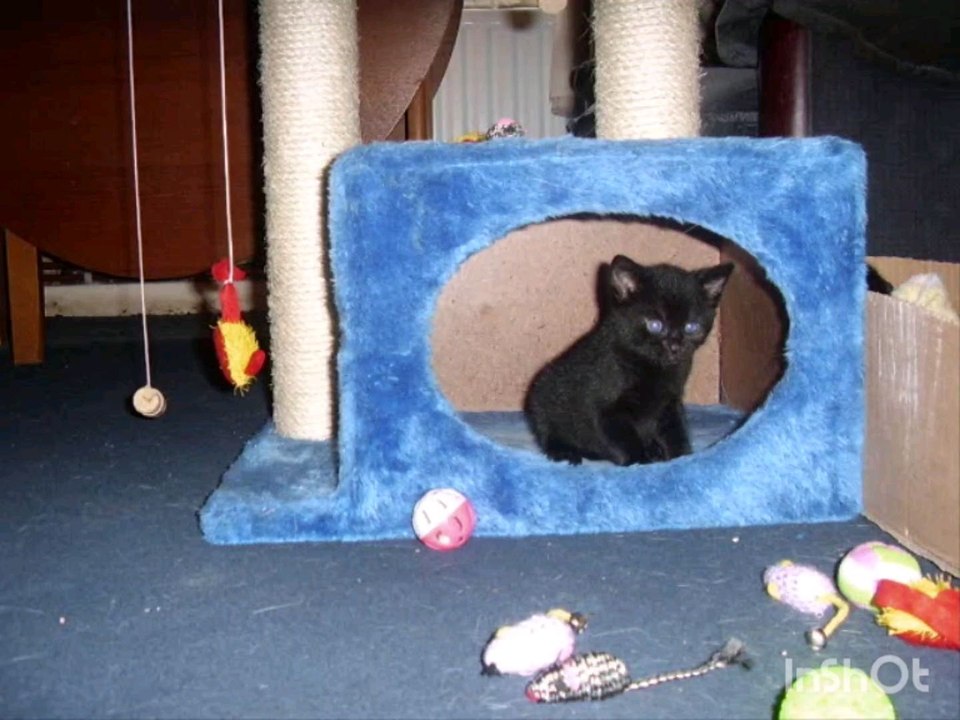 Midnight " Middy " 1 Sept 2008 - 27 July 2013, Love and miss you deeply.The time will come when we are reunited and are with all those of our family