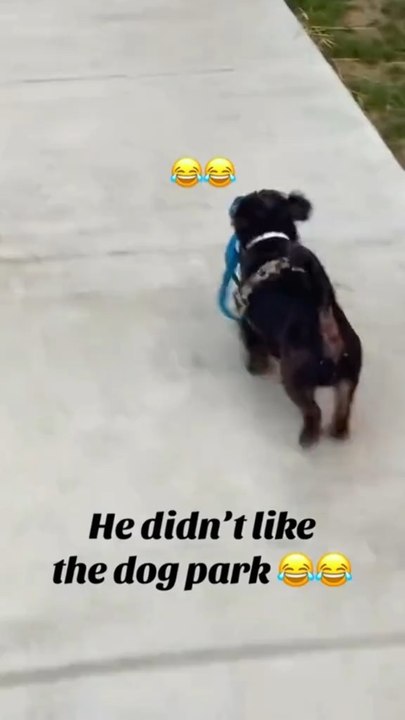 WHEN YOU HAS A FUNNY REMEMBERABLE MOMENT… 😂🐶