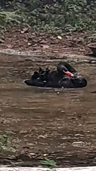 A mesmerizing moment of nature’s beauty captured in tranquility.  #BlackSwan #NatureBeauty