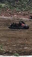 A mesmerizing moment of nature’s beauty captured in tranquility.  #BlackSwan #NatureBeauty