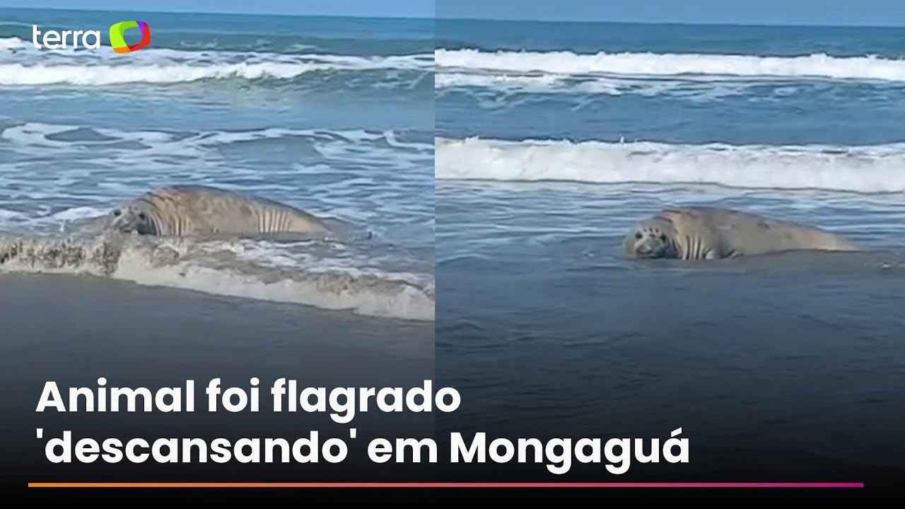 Elefante-marinho-do-sul é visto 'descansando' em praia no litoral de SP
