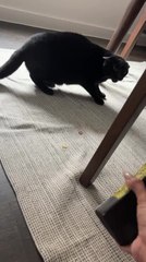 Cat Gets Spooked by New Cat Statue and Runs Away