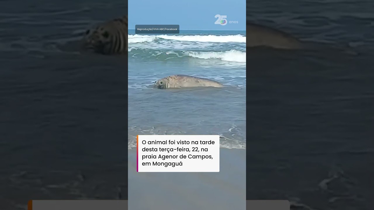 Elefante-marinho-do-sul é visto 'descansando' em praia no litoral de SP #shorts