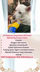 ❌ Makanan yang Harus Dihindari (Berbahaya!) bagi anjing  #news