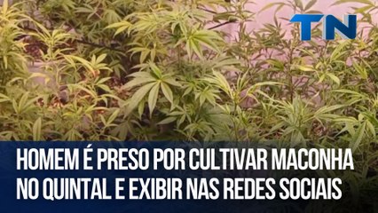 Homem é preso por cultivar maconha no quintal e exibir nas redes sociais