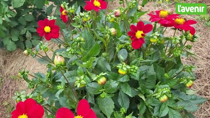 Les cultures du Raideu : un projet floral écoresponsable dans le village d'Xhoffraix à Malmedy