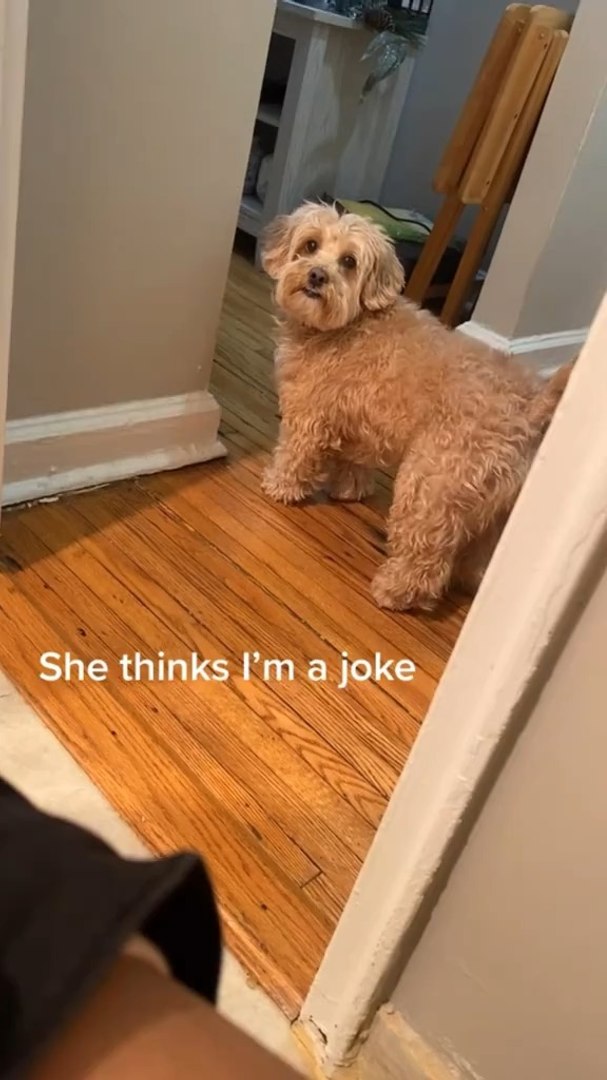 Funny Pet Moments🤣🐶