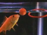 Pet Goldfish trained to play NBA Basketball Sports