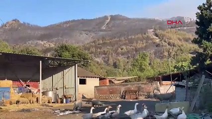 Sakarya'yı küle çeviren orman yangını 4'üncü gününde kontrol altında