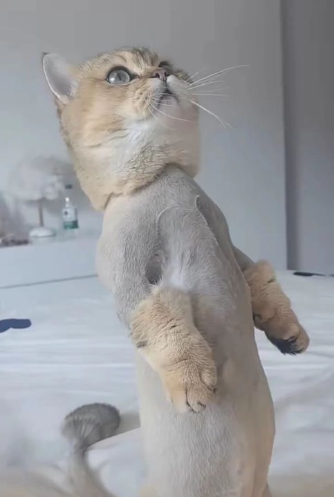 cute cat😼#cats