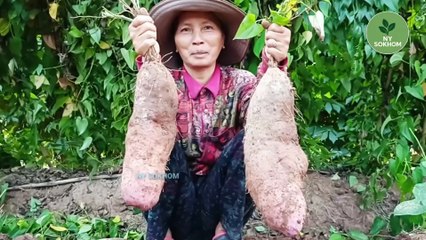 🌱✨ Unlock the secret to growing Asian potatoes with countless tubers – including the rare and delicious coconut potato!