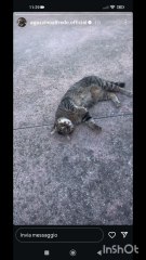 agozzinoalfredo i miei gatti
