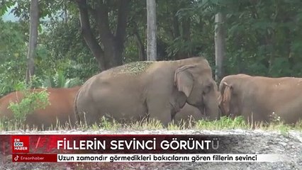 Uzun zamandır görmedikleri bakıcılarını gören fillerin sevinçleri görüntülendi