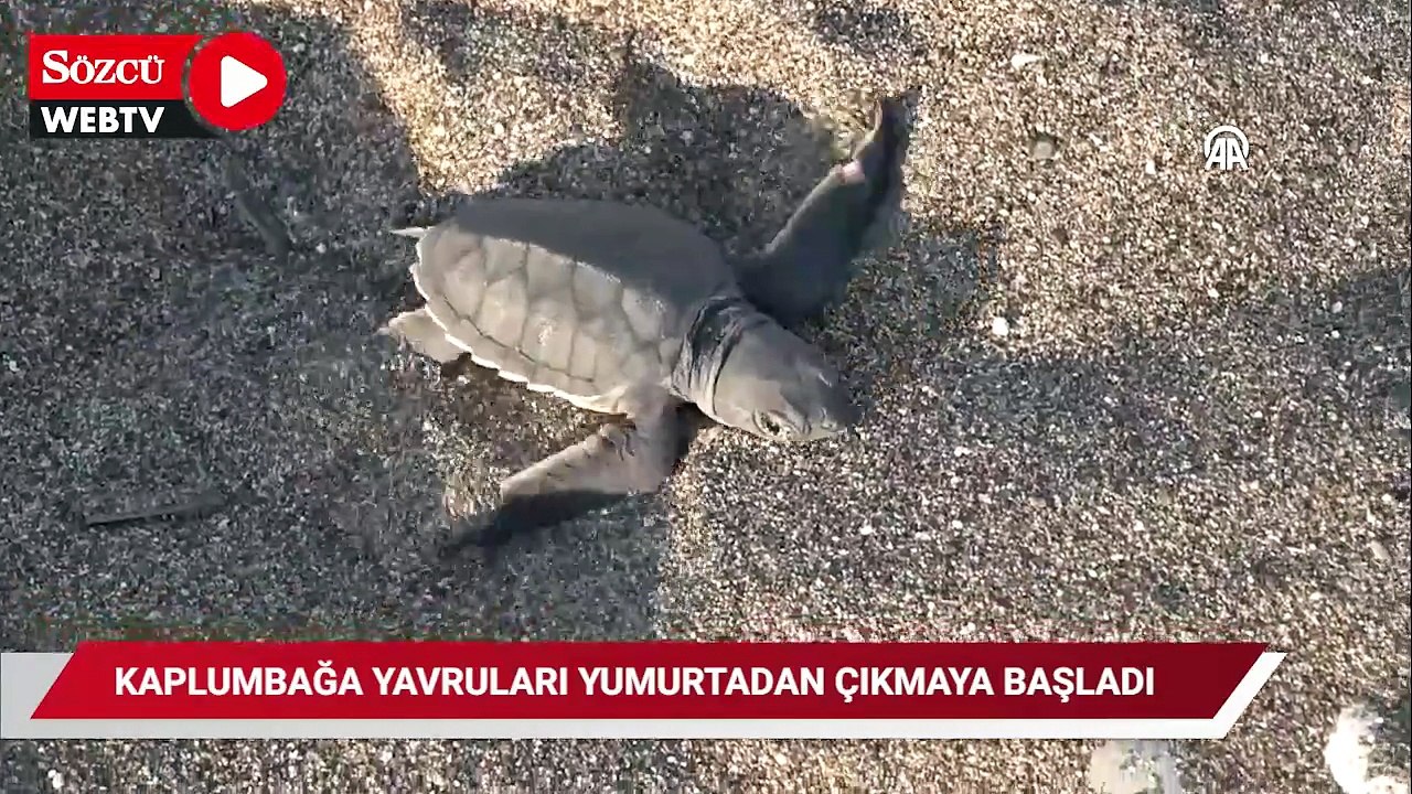 Kaplumbağaların yumurta bıraktığı kumsalda yavru çıkışları başladı