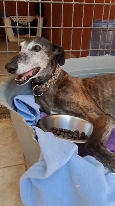 Journée internationale des Galgos