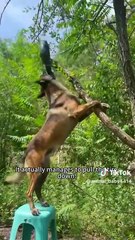 Comedy films and funny videos