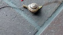 Post-Rain Parade: Snail on a Mission! 🐌🚶‍♂️#nature #beautiful