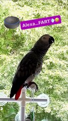 parrot tells alexa to fart 🤣🤣🤣