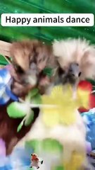 happy animals dancing like nobody’s watching 😂