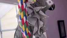 this parrot is a real comedian 🤣