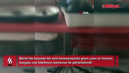 Fare ile yılanın kavgası kamerada
