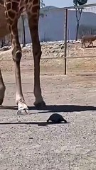 giraffe meets turtle — a surprisingly adorable moment