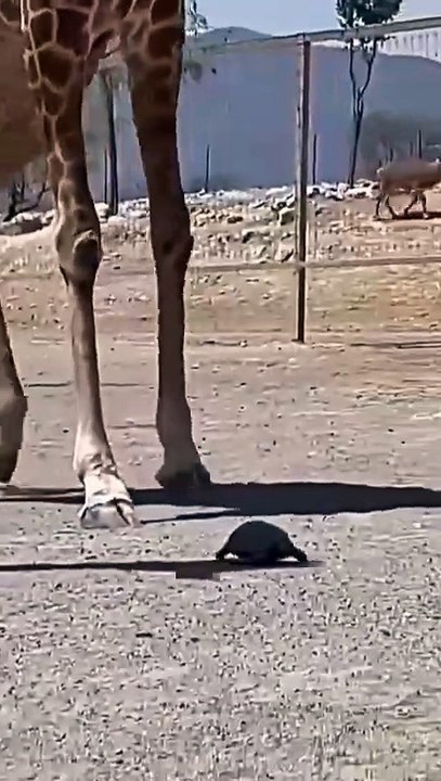 giraffe meets turtle — a surprisingly adorable moment