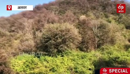 बाघ-बघेरे ही नहीं वनस्पतियों के लिए भी विख्यात है सरिस्का, पहाड़ियों पर 80 फीसदी धोक का कब्जा