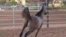 arabic horse