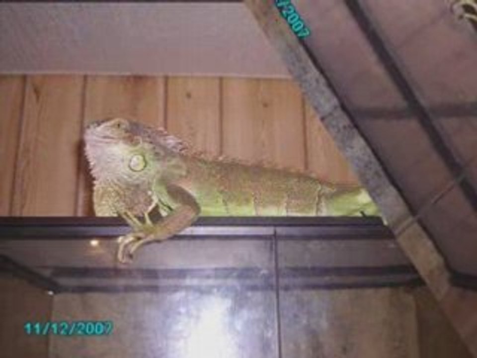 PIMKI MN IGUANE