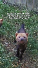 Bush dog parents take tiny rare pups out for a walk