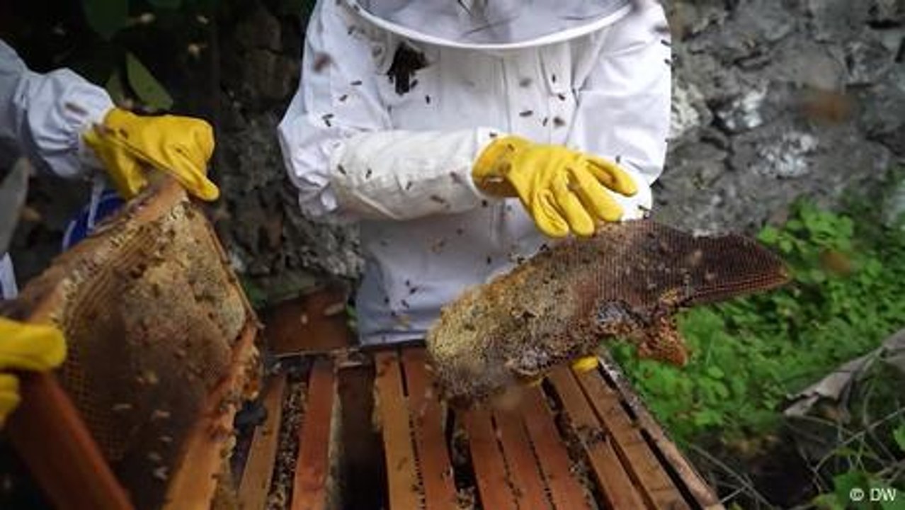 Making honey, making money: Empowering women wi...
