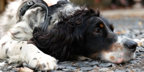 Marie Claire rencontre Snoopy, le chien auxiliaire de soin de l'Institut Curie