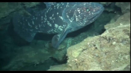 Redescubren una especie que se creía extinta desde la era de los dinosaurios