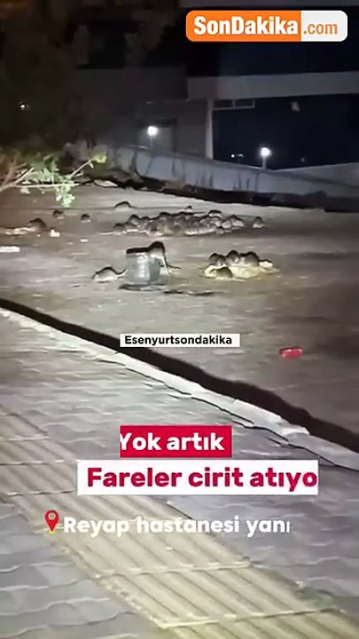 İstanbul’daki o hastanenin yanında akılalmaz görüntüler! Fareler bastı, görüntüler mide bulandırdı