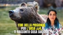 Fine della prigionia per l'orsa JJ4 ti racconto cosa succede