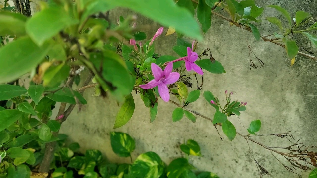 beautiful flower