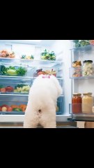 My cute pet dog can cook in the kitchen