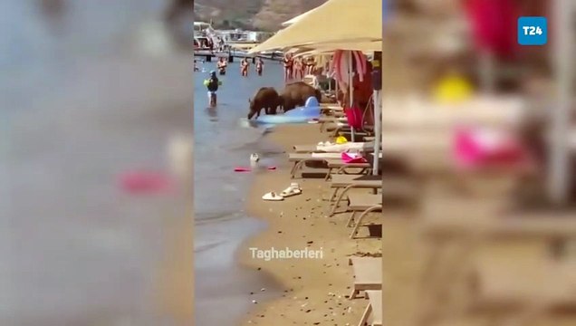 Marmaris’te plaja yaban domuzu sürüsü girdi