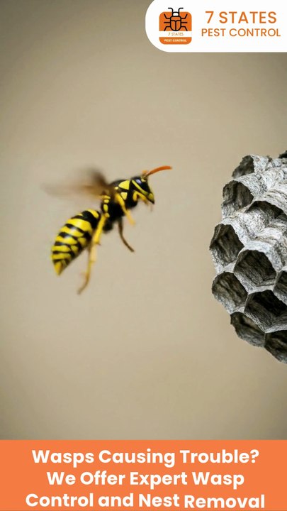 Expert Wasp Control Services in Melbourne to Keep Your Home Safe