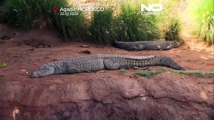Marrocos inaugura primeira tirolesa sobre crocodilos vivos em Agadir