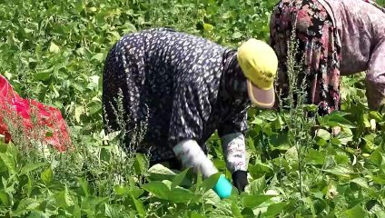 Çiftçi Şaşkın! “Kaldır Kaldır Bitmiyor”