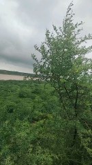 Chambal River 🐊🐊🐊 चंबल नदी..