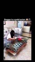 جب کتا نکلا پروفیشنل ایکٹر 😂 | Dog Is a Paid Actor!