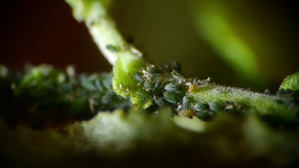 Agricoltura, soluzioni innovative contro gli insetti alieni