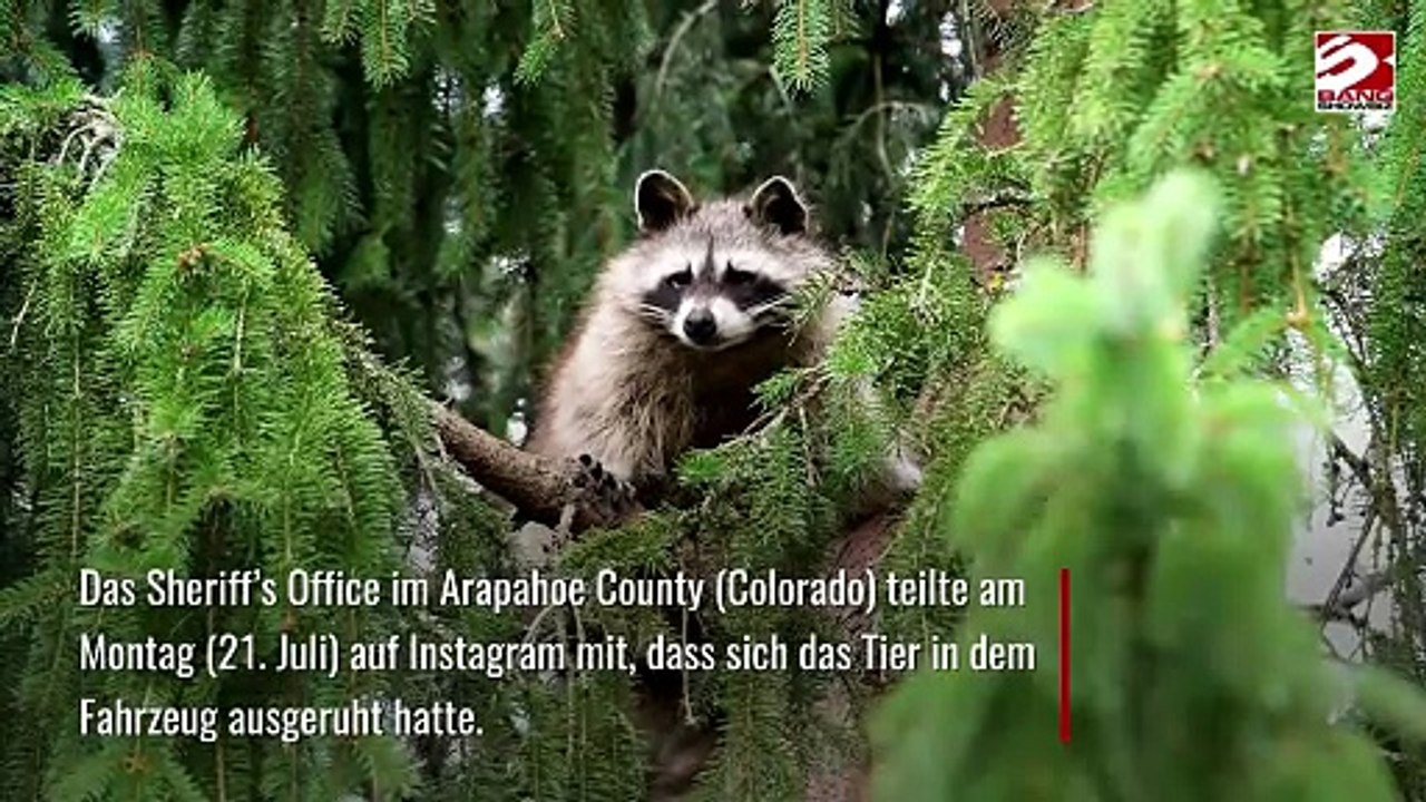 Waschbär-Baby aus Motorraum eines Lkw gerettet