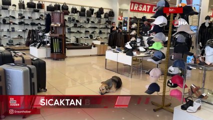 İstanbul’da sıcaktan bunalan sokak hayvanları klimalı mağazalara sığındı