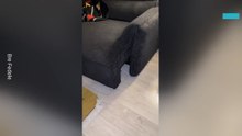 Dog Hiding Inside Sofa