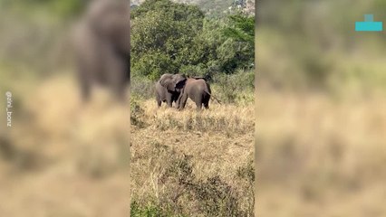 Elephant Fight Caught on Camera