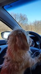 Dog Holds Steering Wheel While Sitting on Owner's Lap